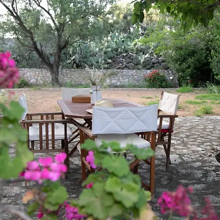 Anna's Garden Triandafillia